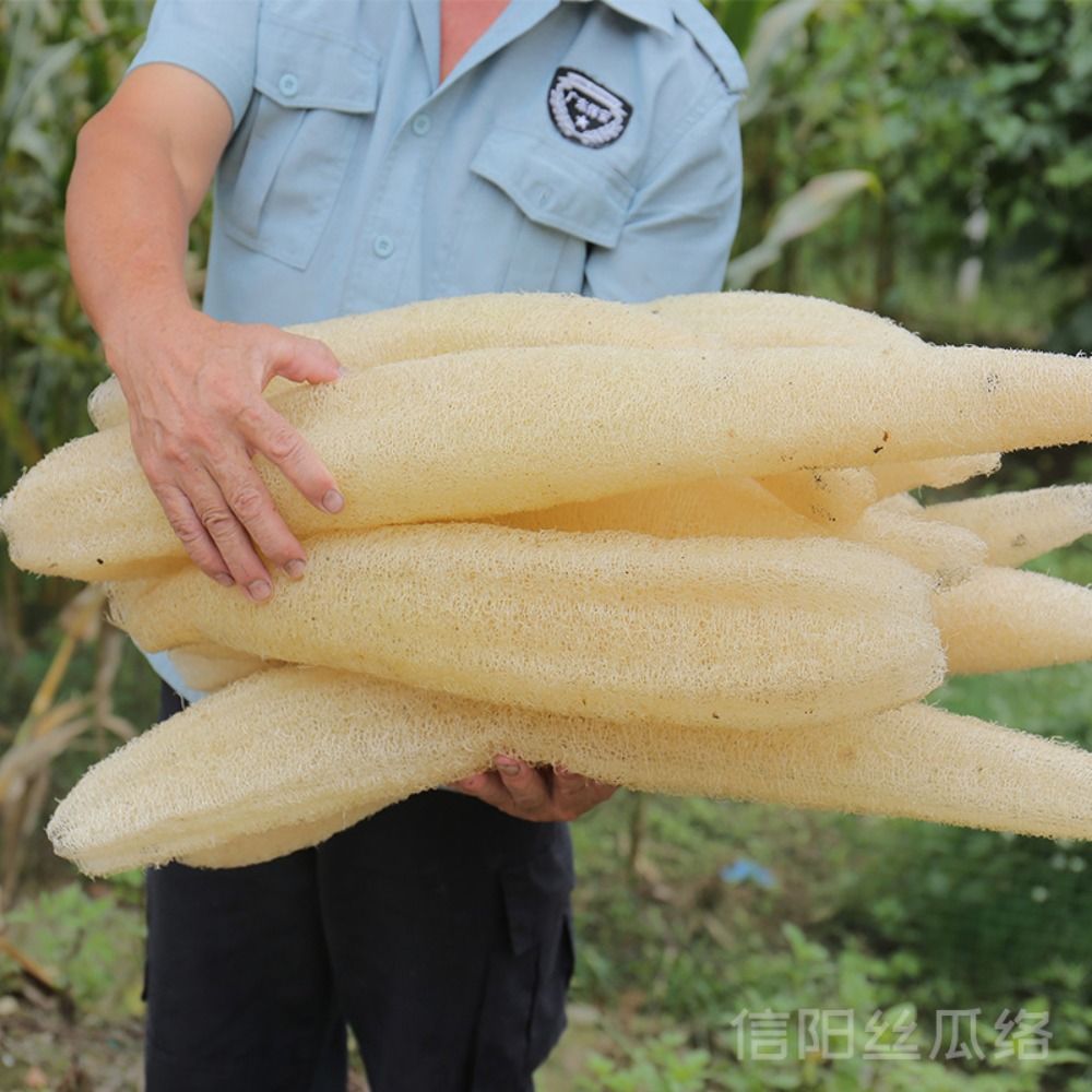 Body Loofah Natural - ใยบวบธรรมชาติใยบวบฟองน้ำสำหรับอาบน้ำยาวเป็นมิตรต่อสิ่งแวดล้อมผ้าเช็ดตัวจานห้องครัว