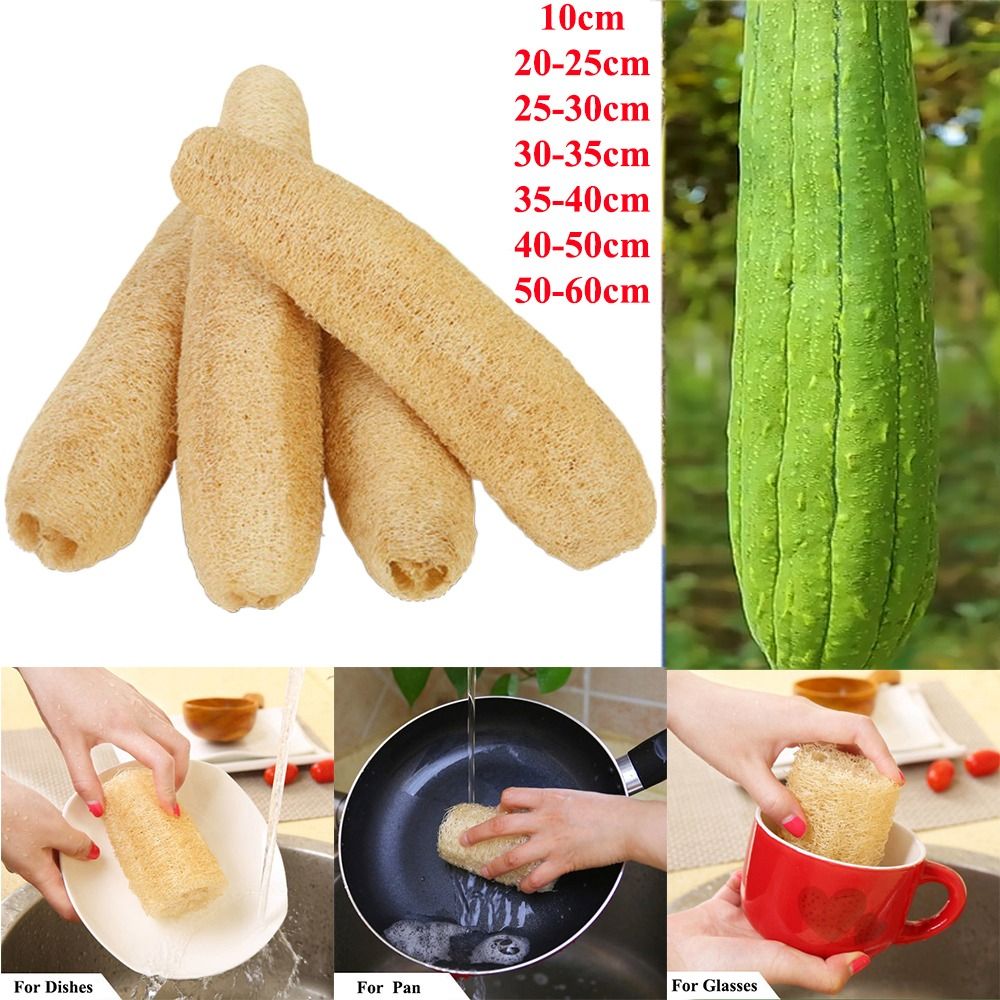 ใยบวบธรรมชาติ ฟองน้ำลูฟาห์ ใยบ - Body Loofah Natural บทวิจารณ์และราคา